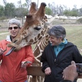 321-0129 Safari Park - Giraffe